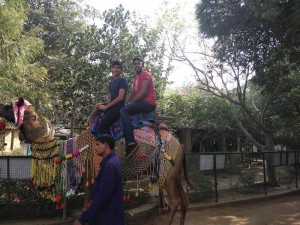camel-ride